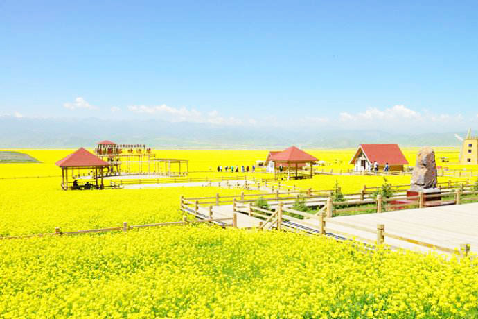 百里油菜花.jpg